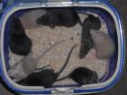 Rattenbabys handzahm auch Sonderfarben und Dumbo