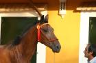 DANY Spanier 3. 5 Jahre Castano Wallach