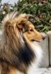 Sheltiewelpen mit VDH-Papiere Minicollie