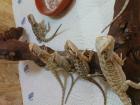 Leatherbacks und Farbbartagamen abzugeben