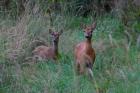 Amberg-Sulzbacher Land Spuren im Wald