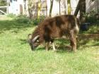 Soay Schafe Soay Lämmer