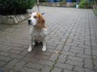 Suche ein neues Zuhause
