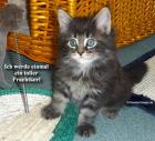 Reinrassige typvolle Maine Coon Babys