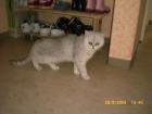 Exotic Shorthair Kätzin evt. für Hobbyzucht