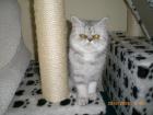 Junge Exotic Shorthair Kätzin geb. 7. 04. 2022