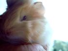 Meerschweinchen