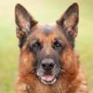GUSTI - Schäferhund - 9 Jahre - Tierhilfe-Franken e. V.