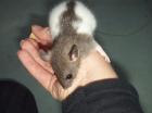 Agouti hooded farbratten suchen neues zuhause