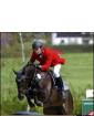 Wallach S. Springpferd Hannoveraner