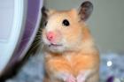 Handzahme HAMSTER aus BIO-Zucht