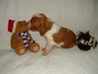 Welsh Springer Spaniel - welfe