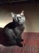 Suche für unseren Kater dringend ein liebevolles Zuhause