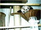 2 verspielte Iltis-Frettchen