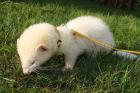 Frettchen Albino Rüde sucht neues schönes Zuhause