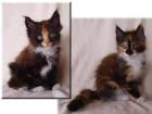 Unsere zwei bunten Maine Coon Hummelchen suchen noch .