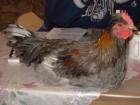 Handzamer sehr schöner jung Hahn 4 Monate alt Huhn männlich