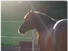 Quarterhorse Deckhengst