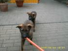 Schäferhundwelpen