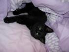Flugpate für Babykatze gesucht