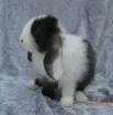 Miniwidder Zwergkaninchen NHD-Mix
