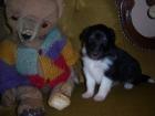 Sheltiewelpen m. P