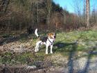 Unser Beagle Snoopy sucht ein neues zu Hause
