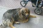 SCHÄFERHUND MISCHLINGSHÜNDIN kastriert