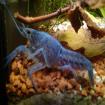 Blaue Floridakrebse 3-6 cm je nur 2 00 EURO