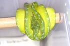 Morelia viridis Baumpython verschiedene Lokalvarianten