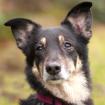 AMINA - Mischling - 10 Jahre - Tierhilfe-Franken e. V.