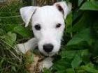 Parson-Jack-Russell-Terrier Welpe mit Papiere 12 Wochen alt