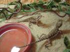 4 3 Pogona Henrylawsoni Zwergbartagamen von Ende 07/09