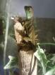 Stirnlappen basilisken basiliscus plumiforns
