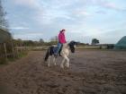 Rappscheck-Pony 46562 Voerde zu verkaufen