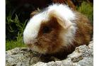 Meerschweinchen w m suchen ganz dringend eine neue Familie