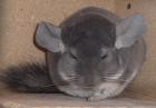 Chinchilla Vio ST Ebony Dark ST/AVT Ebony Hetero Avt Böckchen