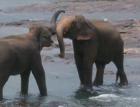 Sri Lanka 2022/10 Winter