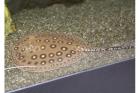 Potamotrygon Motoro Pfauenaugenstachelrochen