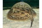Potamotrygon hystrix Süßwasserrochen