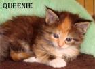 Maine Coon Babys
