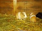 Meerschweinchen