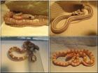 Kornnatter NZ09 - Hypo-Pewter Butter het. Striped etc.