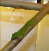 0 0 5 Phelsuma Grandis Großer Taggecko