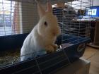 2 Kaninchen abzugeben