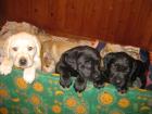 Kuschelige hübsche Labradorwelpen