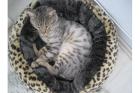 Bengal Kater m. P. umsth. günstig abzugeben