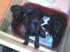Edelmixwelpen Cavalier-King-Charles-Spaniel Pekinese