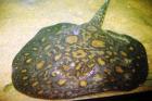 Potamotrygon leopoldi/pearl MIX ABSOLUTE RARITÄT
