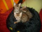 3 süße reinrassige Bengalkitten